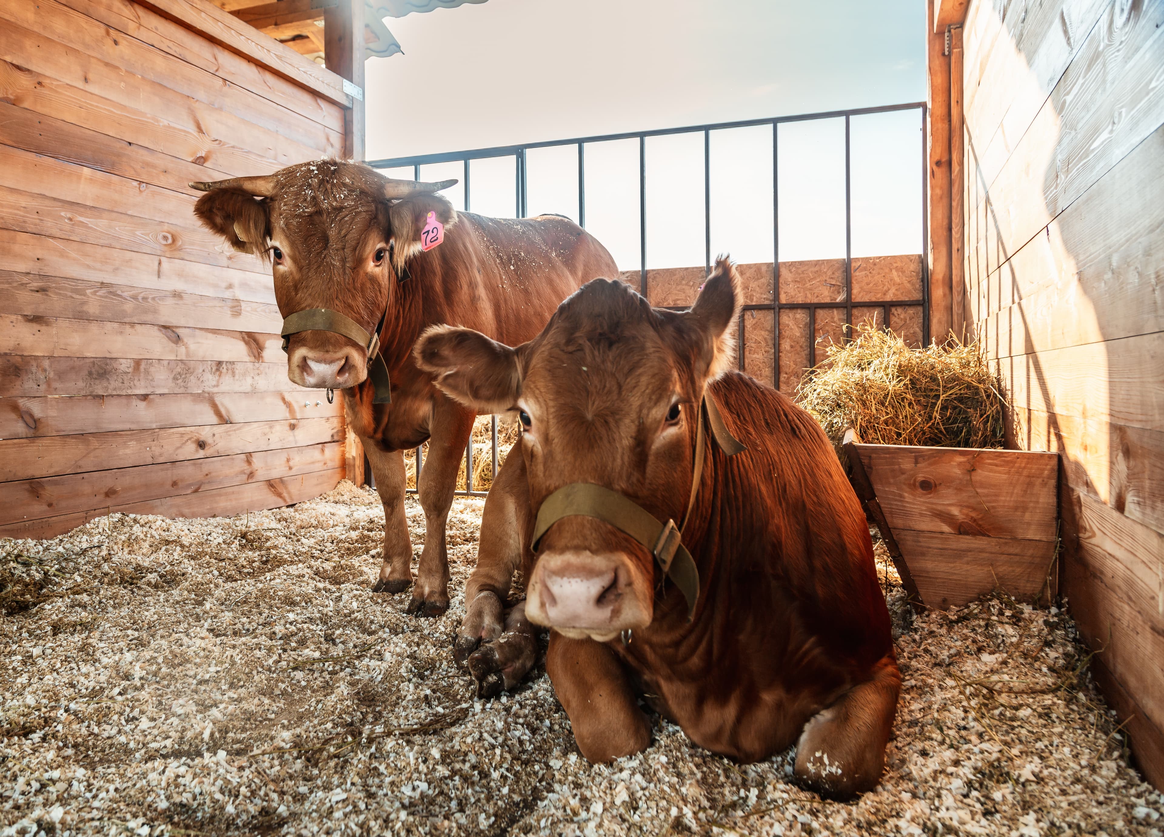 Krishivet cattle